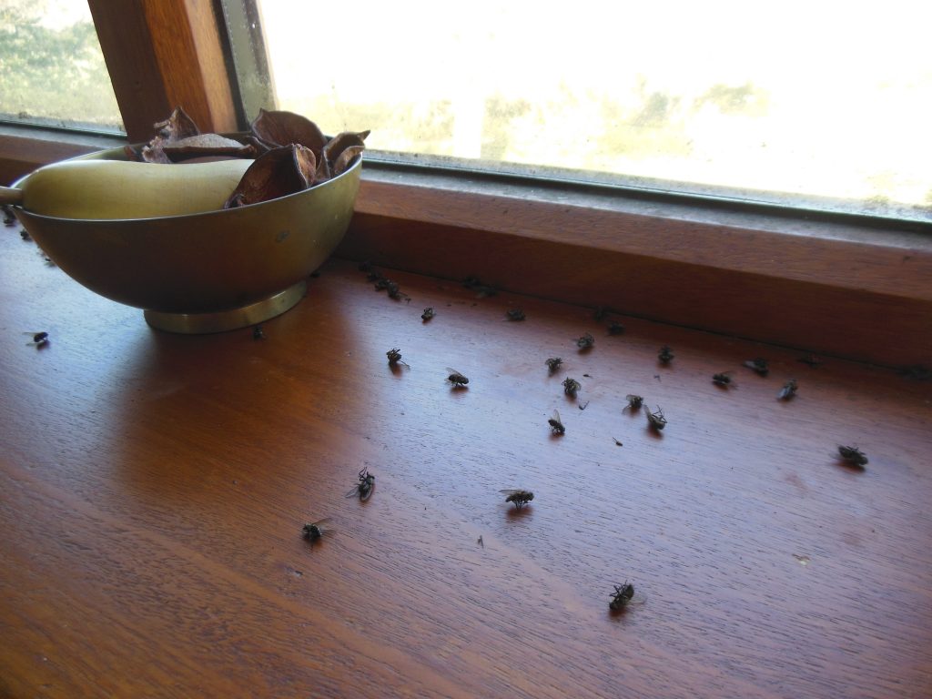 cluster flies Knight Pest Control